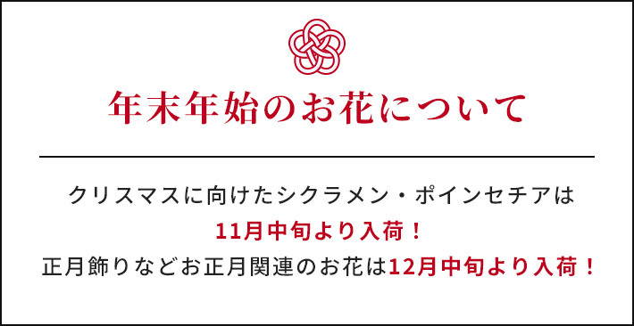年末年始のお花について クリスマスに向けたシクラメン・ポインセチアは11月中旬より入荷！正月飾りなどお正月関連のお花は12月中旬より入荷！