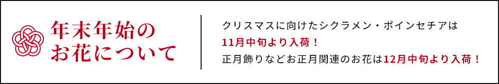 年末年始のお花について クリスマスに向けたシクラメン・ポインセチアは11月中旬より入荷！正月飾りなどお正月関連のお花は12月中旬より入荷！